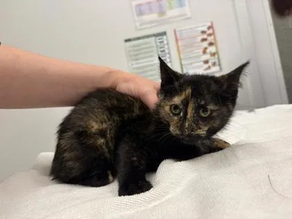 A baby small-sized female Black Domestic Short Hair cat named Pixie for adoption in Kansas City, MO