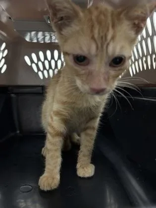 A baby small-sized male Domestic Short Hair cat named Lincoln for adoption in Cumming, GA