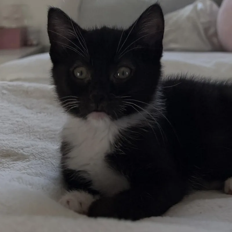 Bean