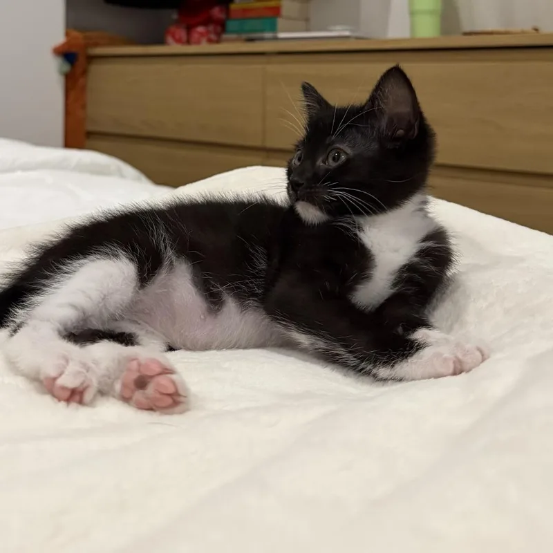 Bean thumbnail 2