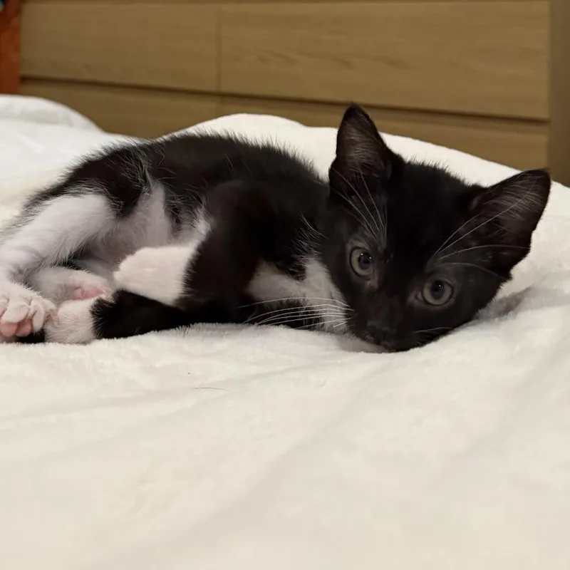 Bean thumbnail 3