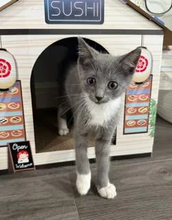 A young small-sized male Domestic Short Hair cat named Dell for adoption in Miami, FL