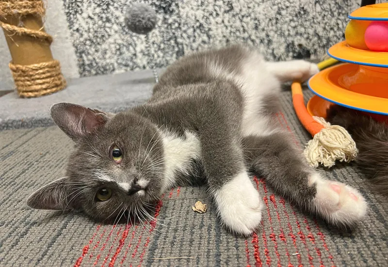 Sage The Green Eyed