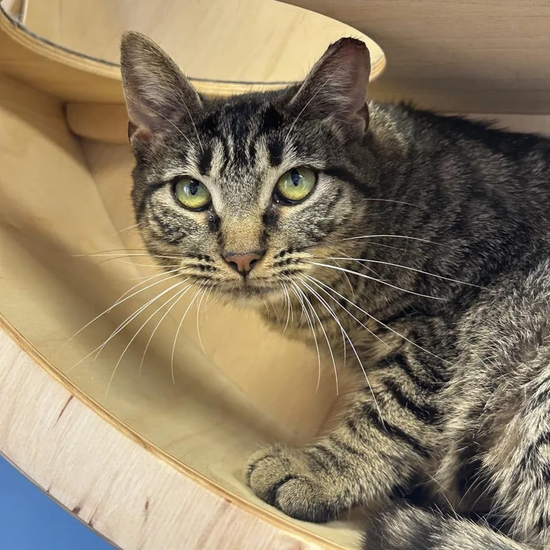 An adult medium-sized female Brown / Chocolate Domestic Short Hair cat named Little Hen for adoption in Franklin, TN