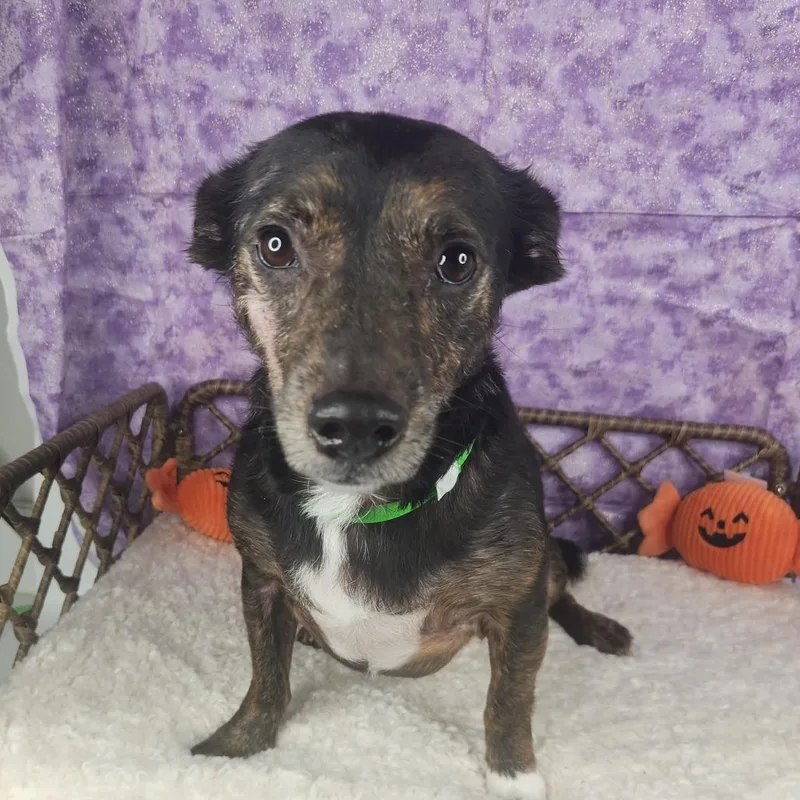 An adult small-sized male Miniature Dachshund dog named Duke for adoption in Fort Wayne, IN