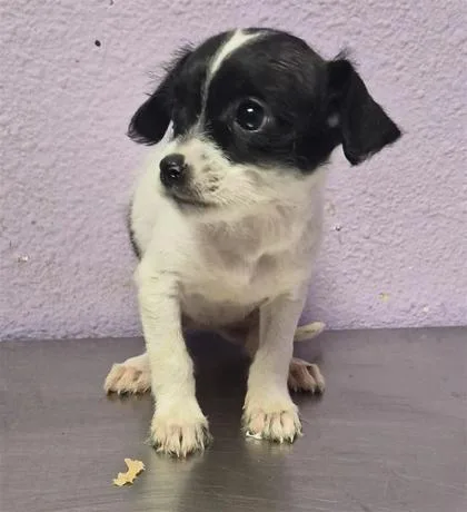 A baby small-sized female White / Cream Mixed Breed dog named 61806523 for adoption in El Paso, TX