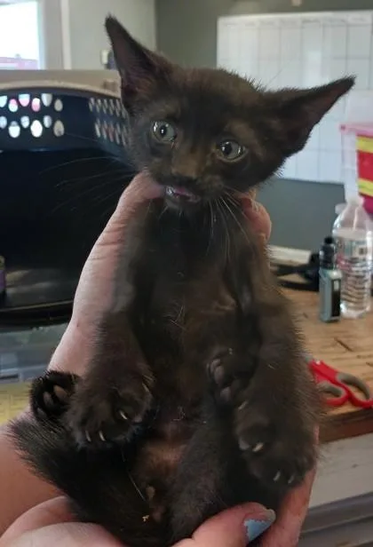 A baby medium-sized male Domestic Short Hair cat named Shaq for adoption in West Memphis, AR