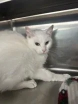 Flurry