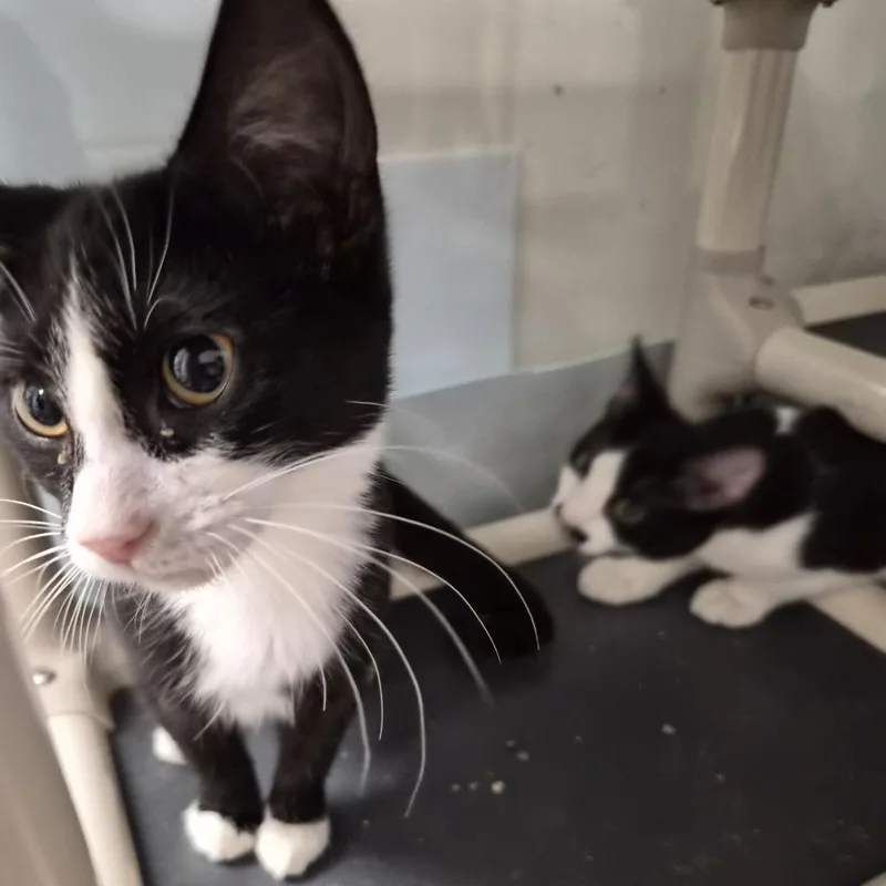 A baby small-sized female Black Domestic Short Hair cat named Pansy for adoption in South Elgin, IL