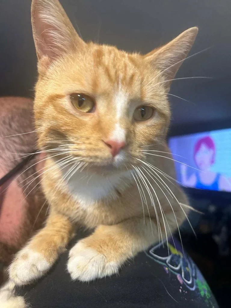 A young medium-sized male Domestic Short Hair cat named Eric for adoption in Cromwell, KY