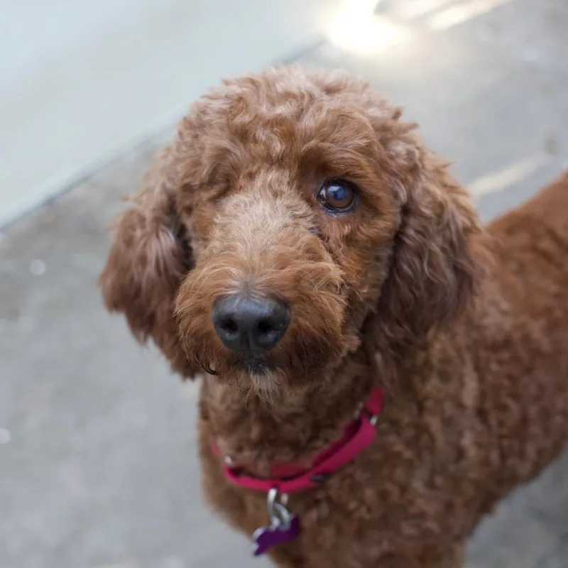 An adult large-sized female Poodle dog named Reba McEntire for adoption in Los Angeles, CA
