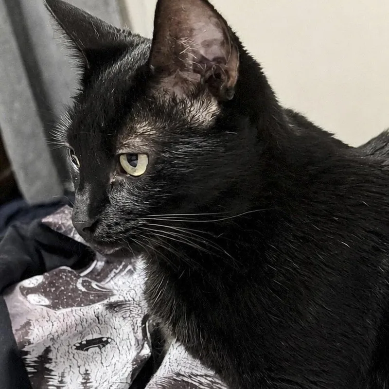A young small-sized female Black Domestic Short Hair cat named Lilly for adoption in Liverpool, TX