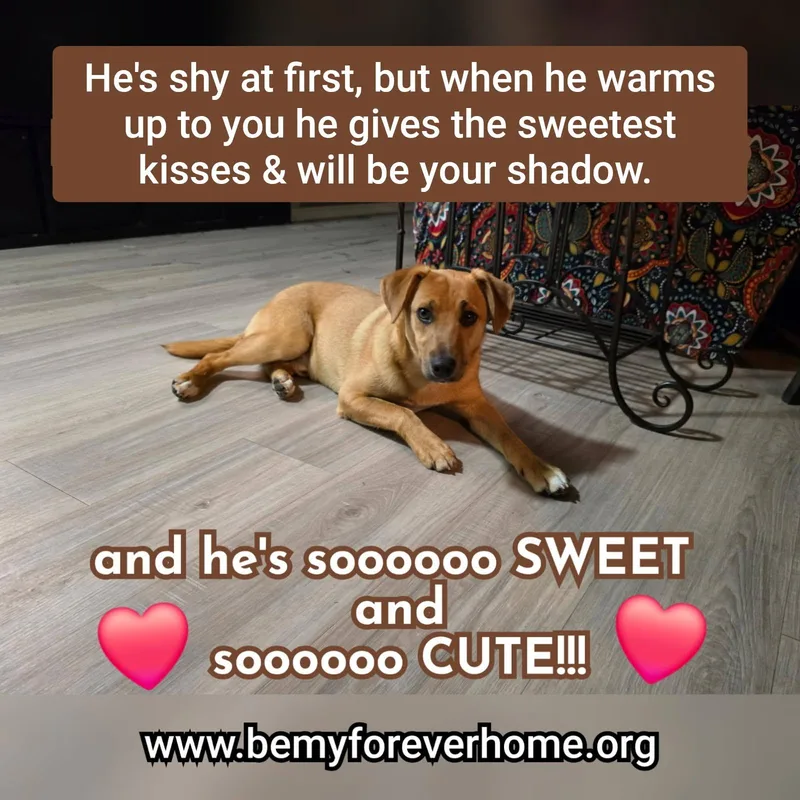 A young medium-sized male Labrador Retriever dog named Freddie for adoption in Plano, TX