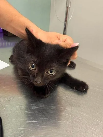 A baby small-sized male Black Domestic Short Hair cat named Patty Waddy for adoption in Annapolis, MD