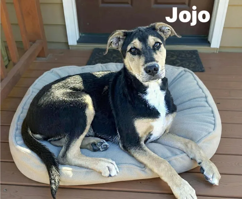 A young medium-sized female Yellow / Tan / Blond / Fawn Retriever dog named Jojo for adoption in Hatfield, PA