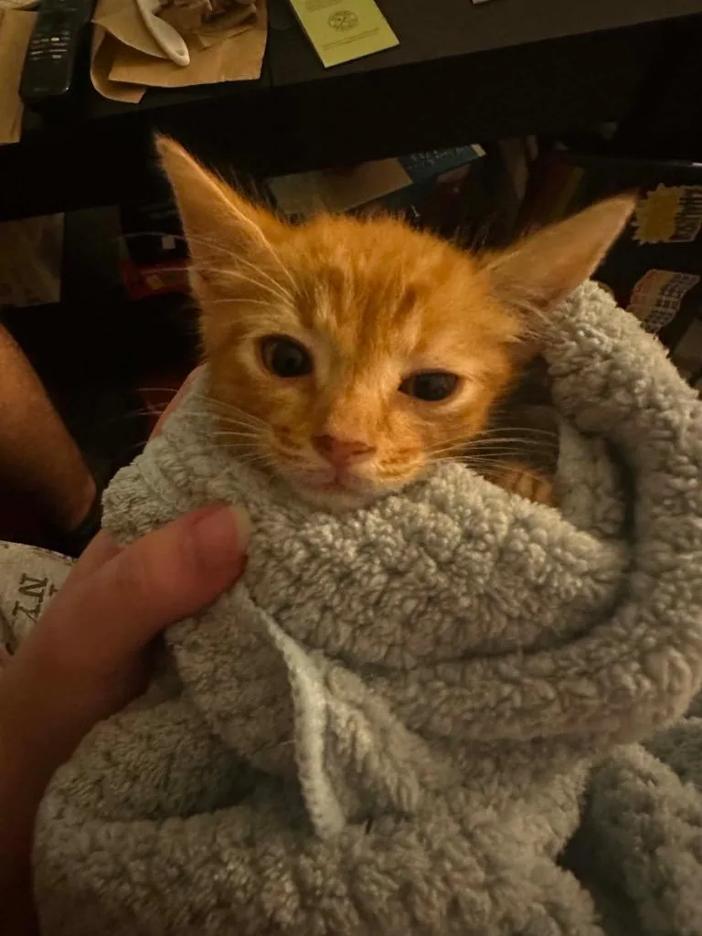A baby small-sized male Domestic Short Hair cat named Picante for adoption in Augusta, GA