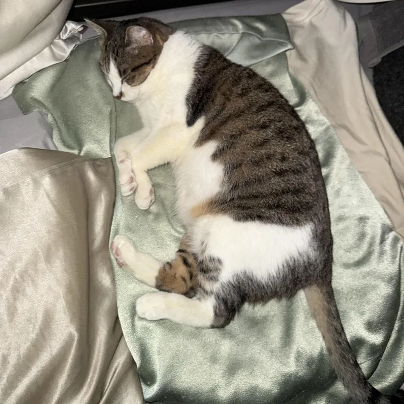 Plaid Aka Bijou thumbnail 2