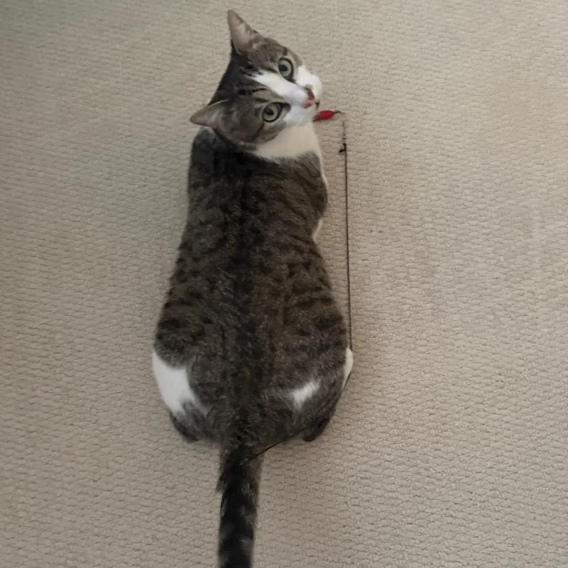 Plaid Aka Bijou thumbnail 4