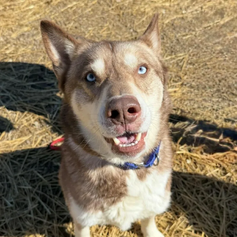 Fonzie And Joanie Bonded thumbnail 3