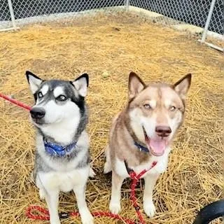 Fonzie And Joanie Bonded