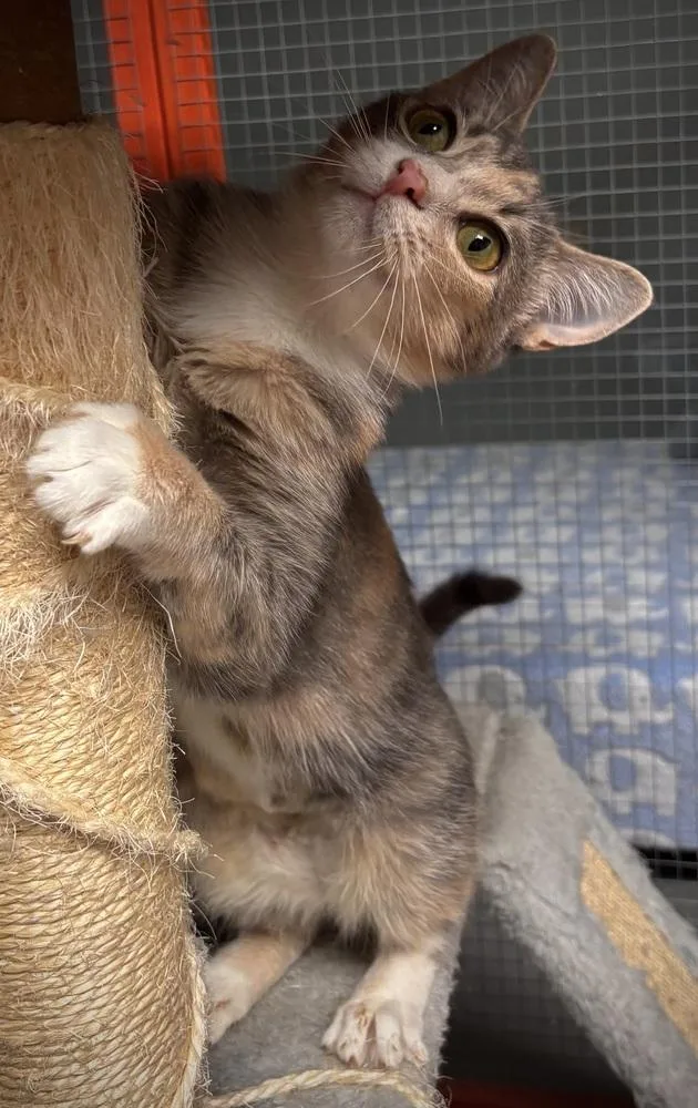An adult medium-sized female Domestic Short Hair cat named Birdie for adoption in Omaha, NE