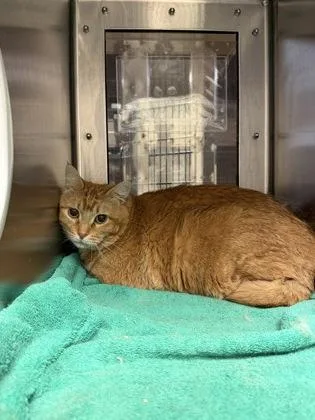 An adult large-sized male Orange / Red Domestic Short Hair cat named Goldie for adoption in Wichita, KS