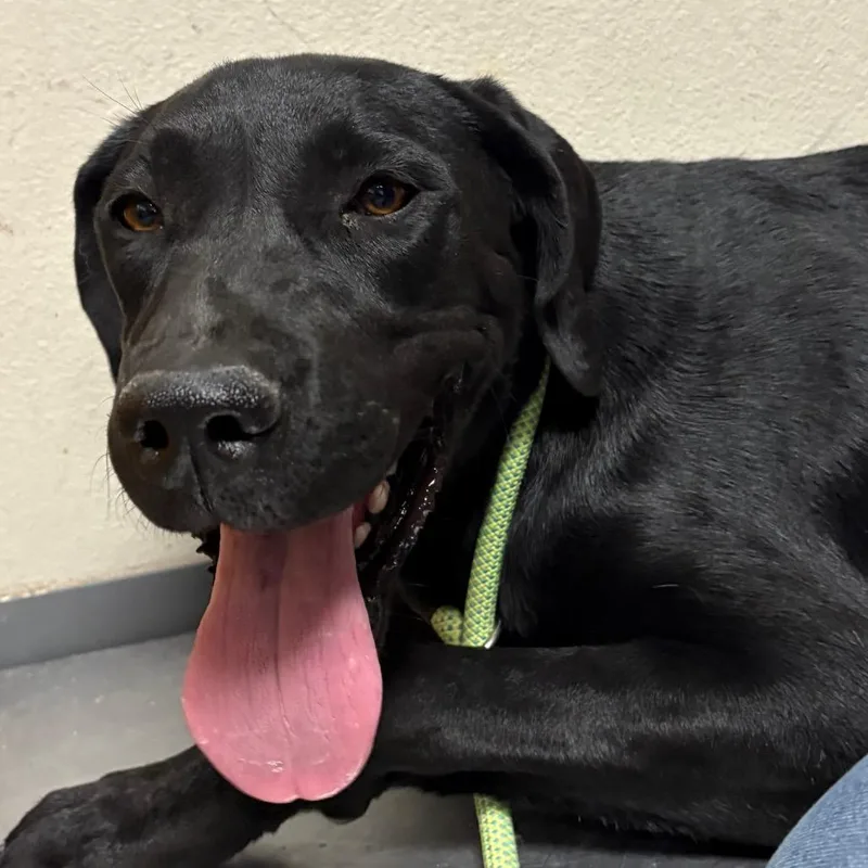 A young medium-sized male Black Labrador Retriever dog named Buddy for adoption in Yuma, AZ