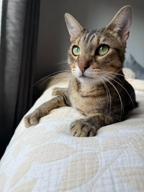 An adult medium-sized male Domestic Short Hair cat named Tommy for adoption in Minneapolis, MN