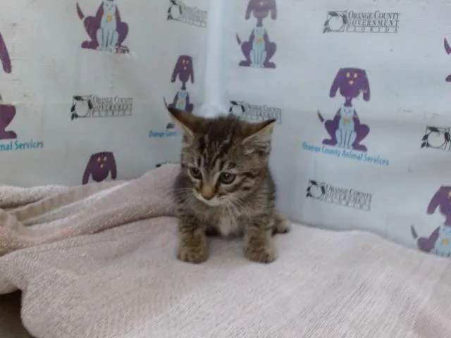 A baby small-sized male Domestic Short Hair cat named Sharkbait for adoption in Orlando, FL