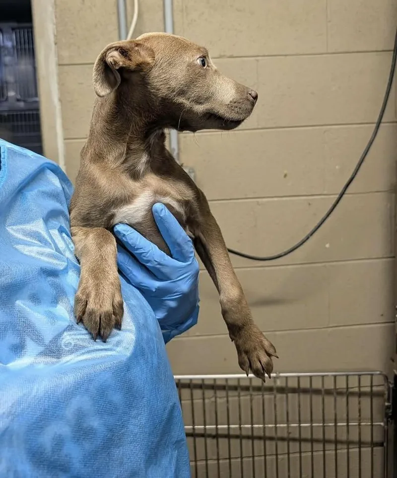A baby medium-sized female Labrador Retriever dog named Becka for adoption in Willingboro, NJ