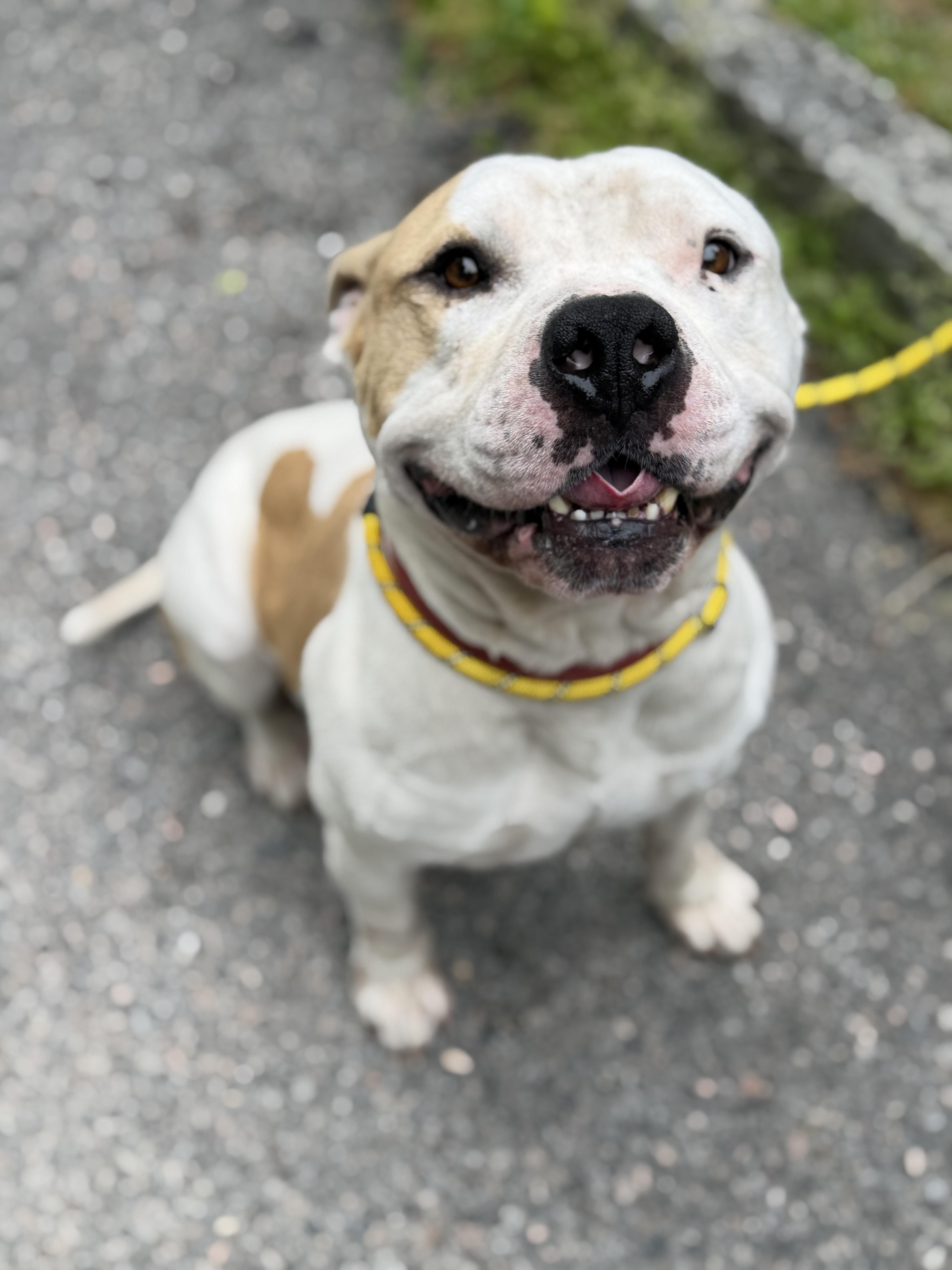 An adult medium-sized male Pit Bull Terrier dog named Mr. Wiggles for adoption in Petersburg, VA