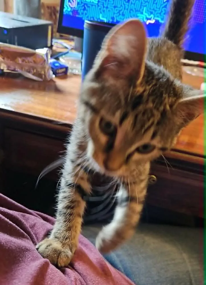 A baby small-sized female Domestic Short Hair cat named Princess for adoption in South Bend, IN