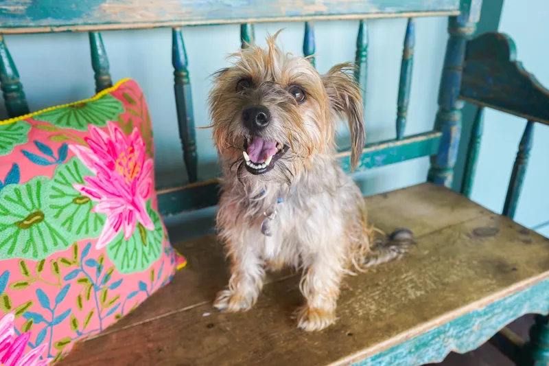 A young small-sized female Brown / Chocolate Yorkshire Terrier dog named Bengal for adoption in San Antonio, TX
