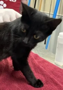A young medium-sized male Domestic Short Hair cat named Milburn for adoption in Kansas City, MO