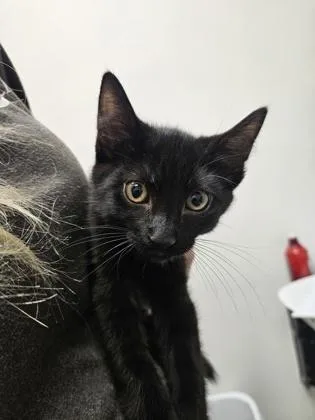 A baby small-sized male Domestic Short Hair cat named Eris for adoption in Sacramento, CA