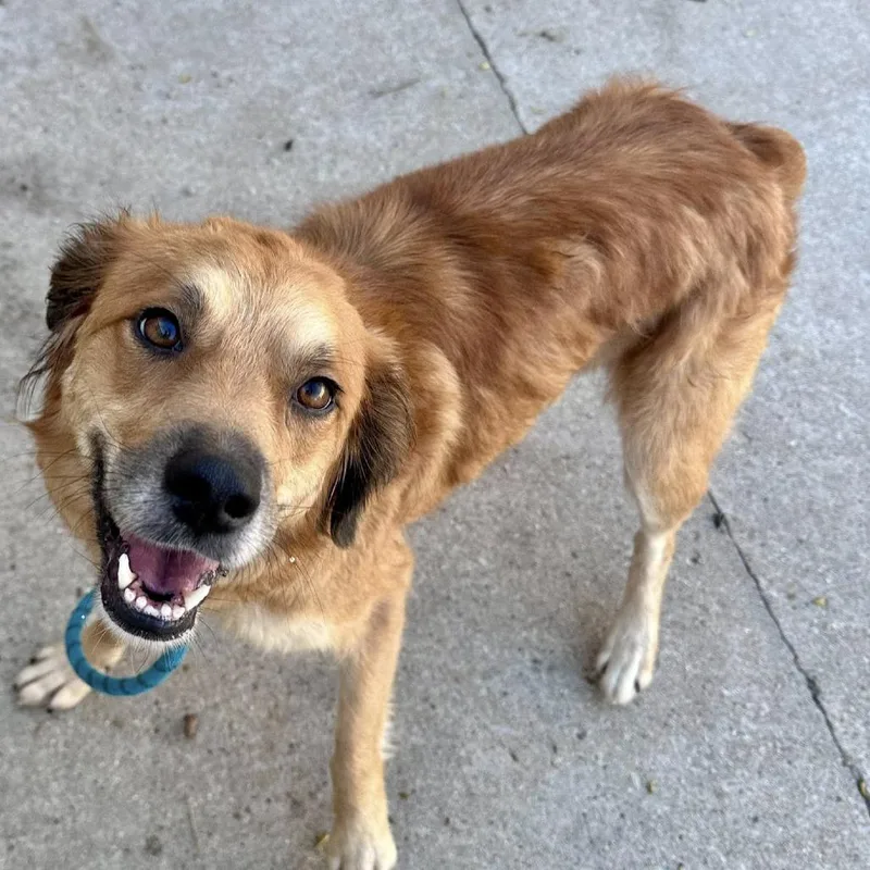 A young medium-sized female Yellow / Tan / Blond / Fawn Mixed Breed dog named Clover for adoption in Joliet, IL