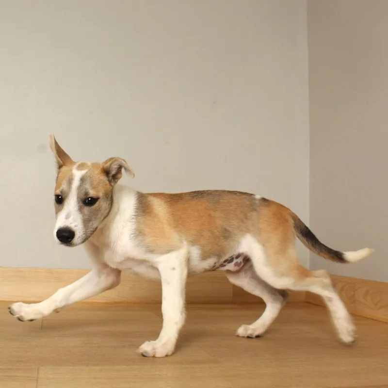 A baby medium-sized female White / Cream Hound dog named Emilee D for adoption in Minnetonka, MN