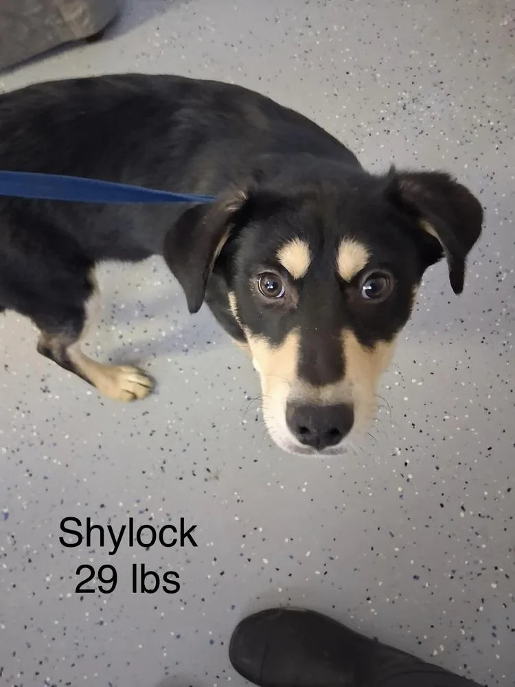 Shylock