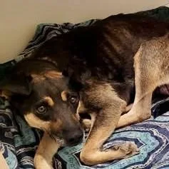 An adult medium-sized female Mixed Breed dog named Honey for adoption in Chino valley, AZ