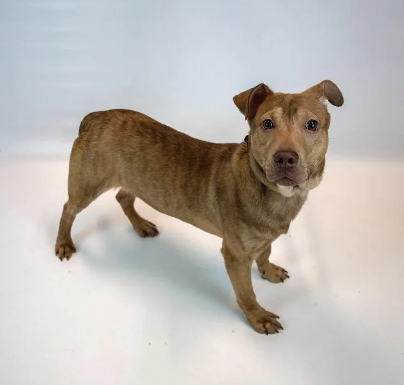 A baby medium-sized male Terrier dog named Billy for adoption in Kennesaw, GA