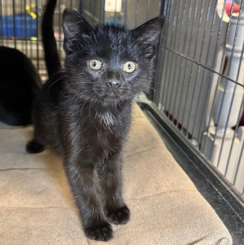 A baby medium-sized female Domestic Short Hair cat named Destiny for adoption in Saginaw, MI