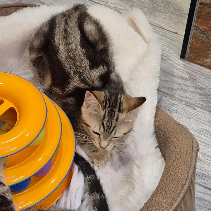A baby medium-sized female Tabby (Brown / Chocolate) Domestic Short Hair cat named Valka for adoption in Rochester Hills, MI