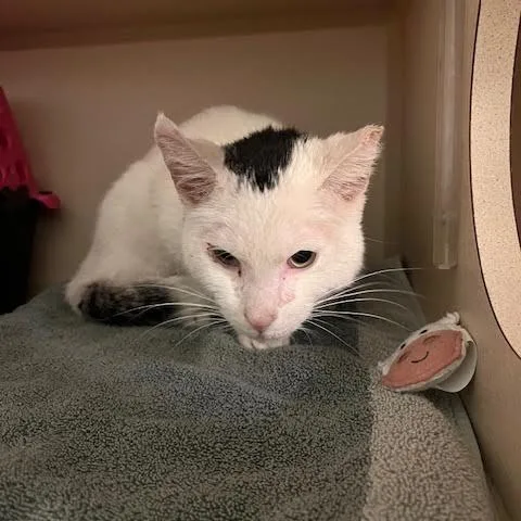 A young medium-sized male White Domestic Short Hair cat named Pickles for adoption in Skokie, IL