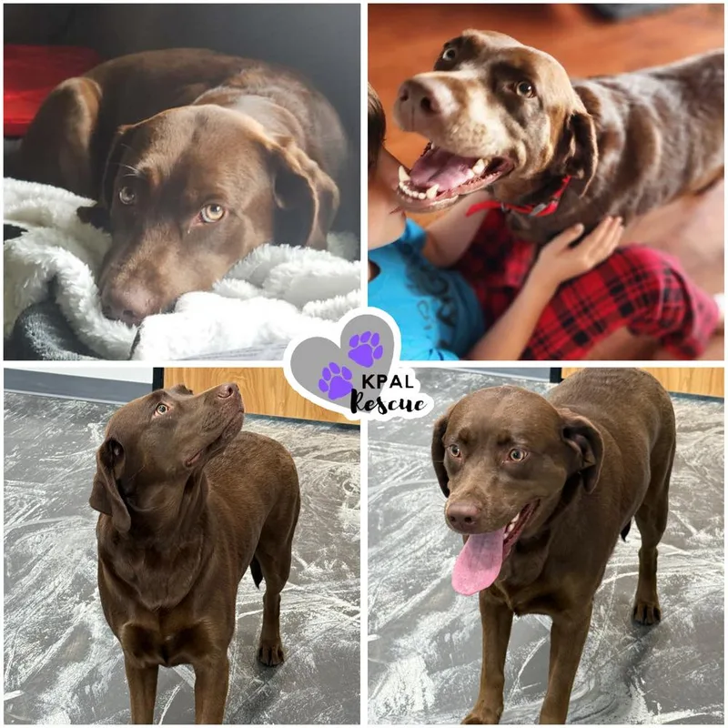 An adult large-sized female Brown / Chocolate Labrador Retriever dog named Missy  Pew Pew for adoption in Kenai, AK