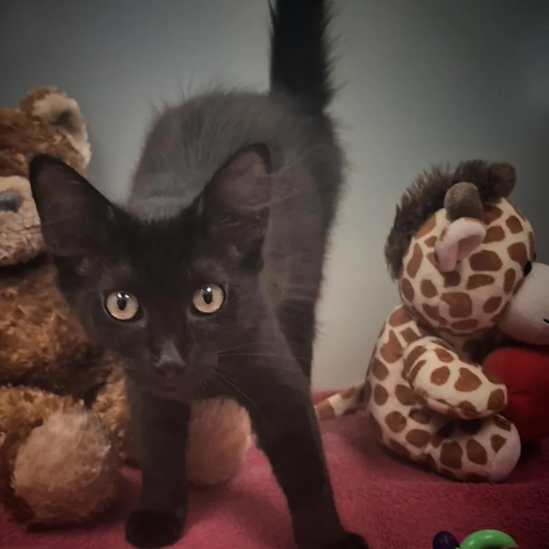 A baby small-sized male Black Domestic Short Hair cat named Justin for adoption in Upland, CA