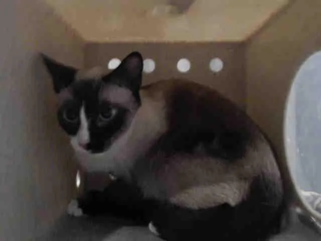 An adult medium-sized female Domestic Short Hair cat named Cleo for adoption in Lancaster, CA