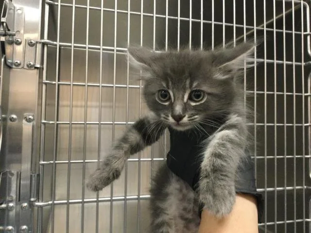 A baby small-sized female Domestic Short Hair cat named Lacy for adoption in Thousand Palms, CA
