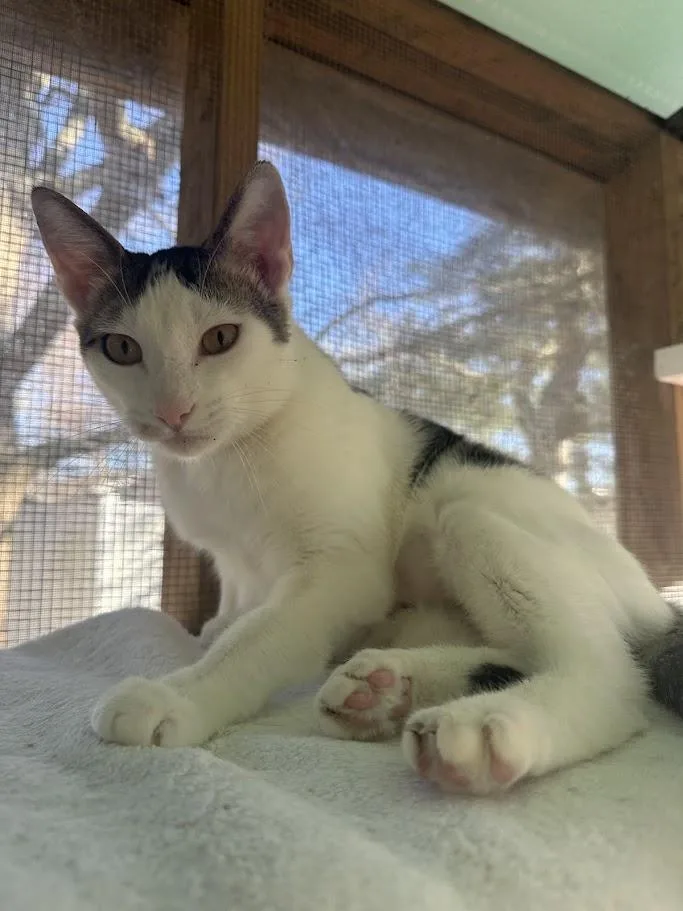 A young medium-sized male American Shorthair cat named Vinny for adoption in Ocean View, NJ