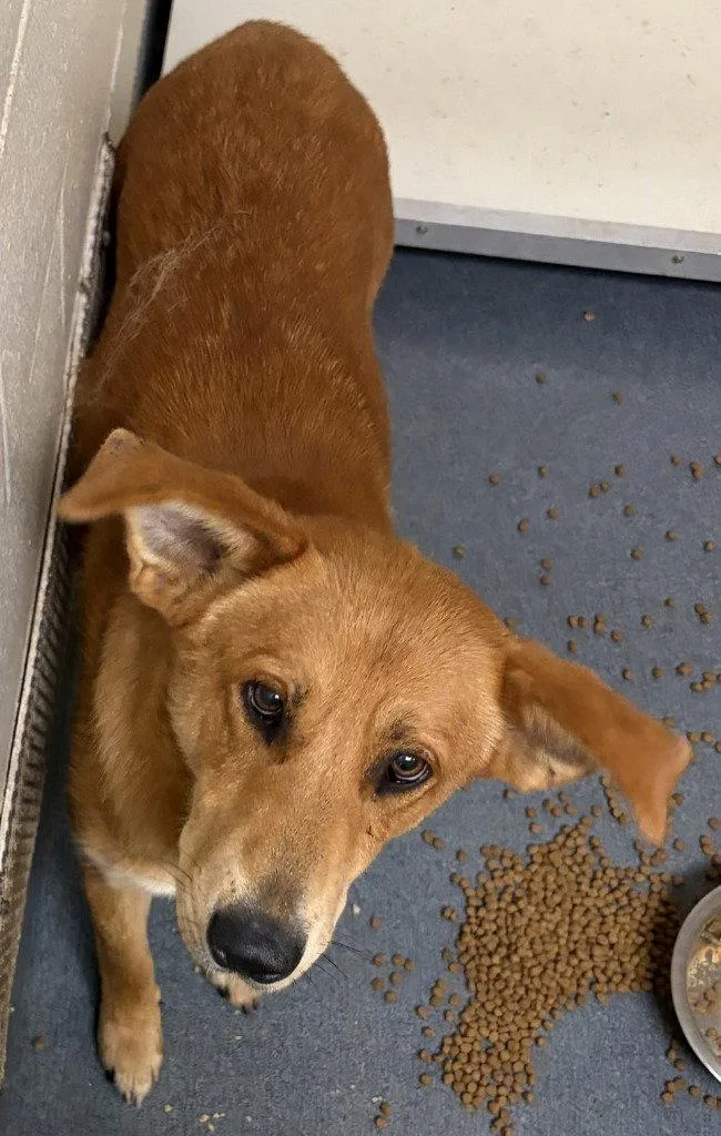 An adult large-sized male Hound dog named DQ  Shaggy for adoption in Glen Allen, VA