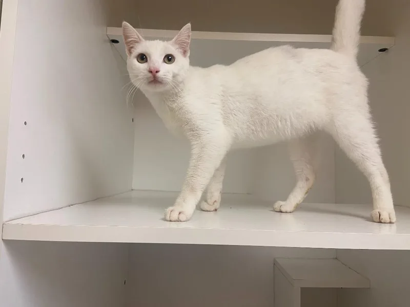 Cat Condo